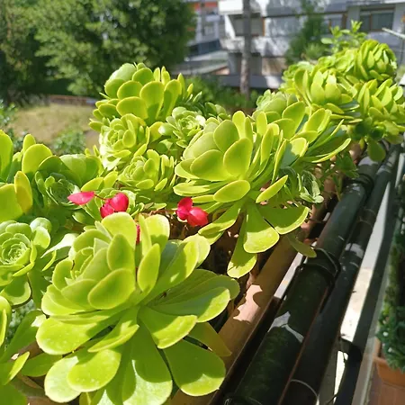 公寓 Il Nido Di Jonathan Livingstone *